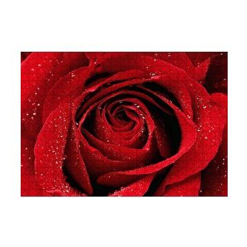 Cakapuzzle Yağmur Damlası Ve Güzel Gül Fotoğrafı 120 Parça Ahşap Puzzle