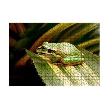 Cakapuzzle Yaprak Üzerinde Dinlenen Yeşil Kurbağa 120 Parça Ahşap Puzzle