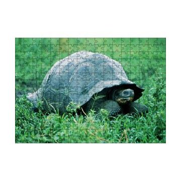Cakapuzzle Yeşil Çayırdaki Kaplumbağa 120 Parça Ahşap Puzzle