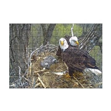 Cakapuzzle Yuvalarında Kartallar ve Yavruları Puzzle