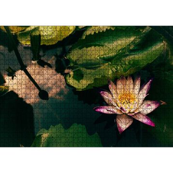 Cakatablo Yıldız Lotus Çiçeği Görseli 1000 Parça Puzzle