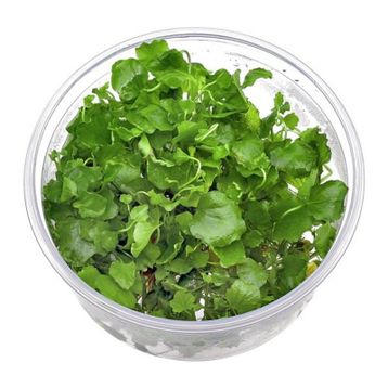 Cardamine Lyrata In Vitro Canlı Bitki