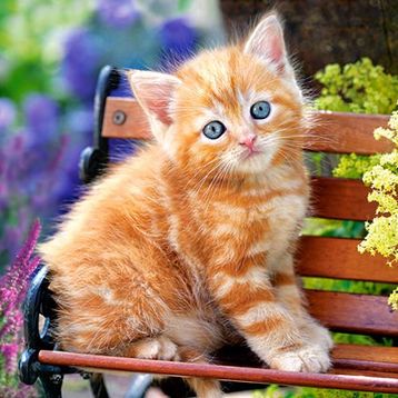 Castorland Ginger Kitten 180 Parça Puzzle