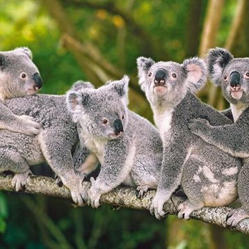Castorland Koala Ailesi 120 Parça Puzzle