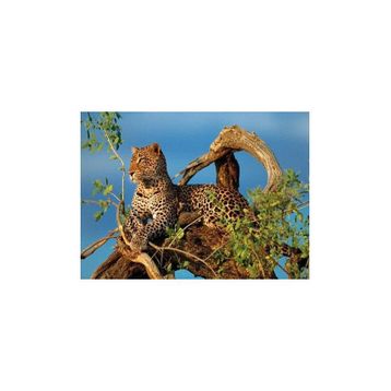 Clementoni High Quality Collection 1000 Parça Jaguar Puzzle