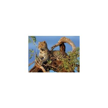 Clementoni High Quality Collection 1000 Parça Jaguar Puzzle