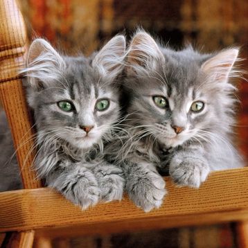 Clementoni Kittens 500 Parça Puzzle