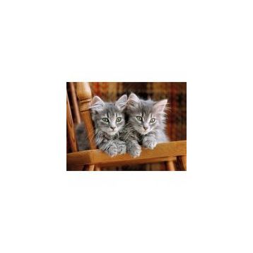 Clementoni Kittens 500 Parça Puzzle