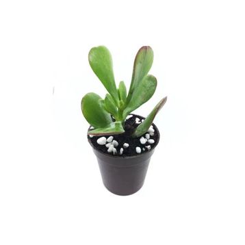Crassula 10-20 cm Ovata Para Çiçeği Sukulent