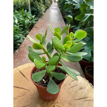 Crassula 10-20 cm Ovata Para Çiçeği Sukulent