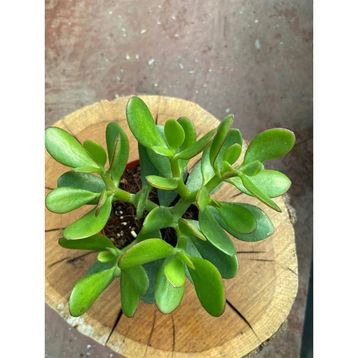 Crassula 10-20 cm Ovata Para Çiçeği Sukulent