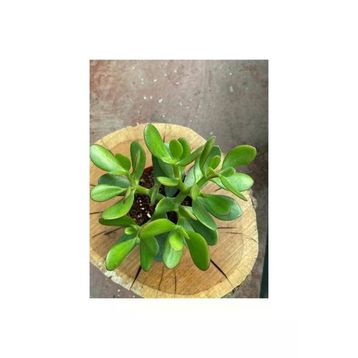 Crassula 10-20 cm Ovata Para Çiçeği Sukulent