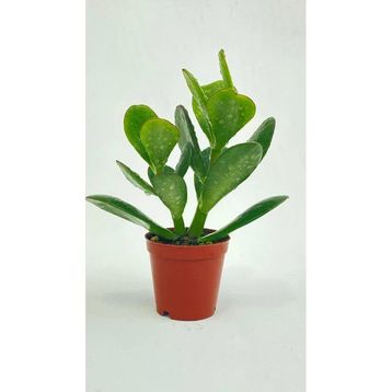Crassula 10-20 cm Ovata Para Çiçeği Sukulent