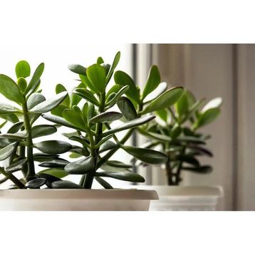 Crassula 10-20 cm Ovata Para Çiçeği Sukulent
