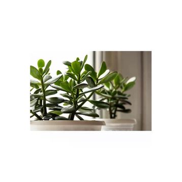 Crassula 10-20 cm Ovata Para Çiçeği Sukulent