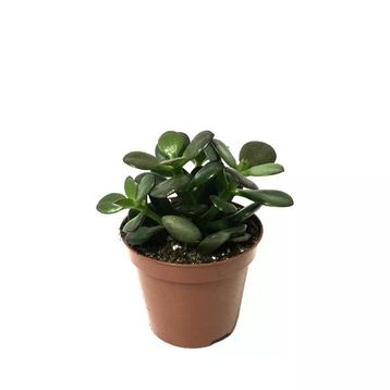 Crassula Ovata Minor Sukulent