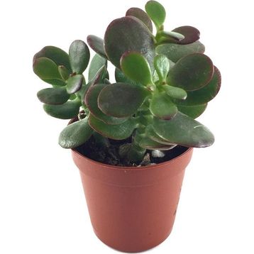 Crassula Ovata Minor Sukulent