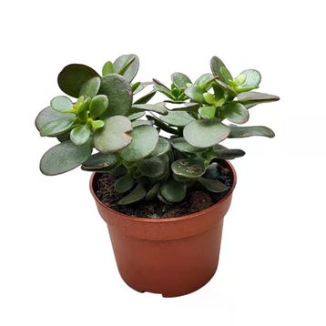Crassula Ovata Minor Sukulent