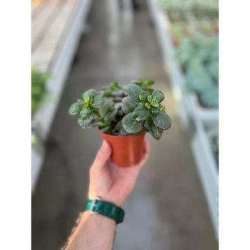 Crassula Ovata Minor Sukulent