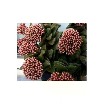 Crassula Springtime Katmer Çiçekli 5.5 cm Saksıda Sukulent