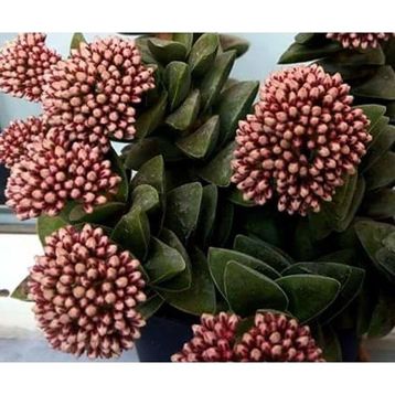 Crassula Springtime Katmer Çiçekli 5.5 cm Saksıda Sukulent