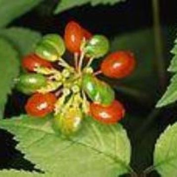 Defne Doğa 20 ml Ginseng Yağı