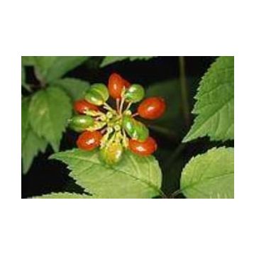 Defne Doğa 20 ml Ginseng Yağı