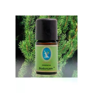 Defne Essencia 5 ml Bodur Çam Yağı