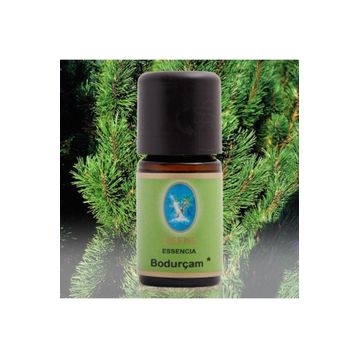 Defne Nuka Essencia 10 ml Bodur Çam Yağı