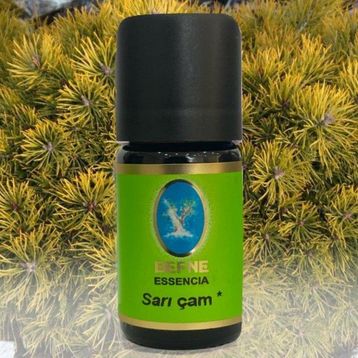 Defne Nuka Essencia 10 ml Sarı Çam Yağı