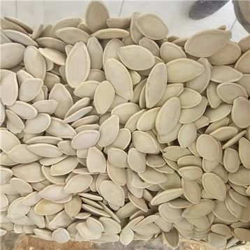 Değirmenim 500 gr Kabak Çekirdeği