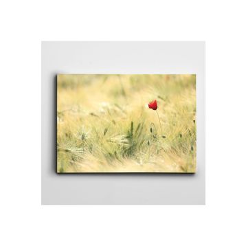 Dekolata Haşhaş 35x50 cm Kanvas Tablo