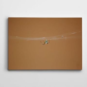 Dekolata Örümcek 50x70 cm Kanvas Tablo