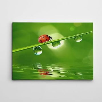 Dekolata Uğur Böceği 40x60 cm Kanvas Tablo