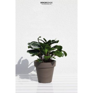 Dekorsende 30 cm Calethea Demeti Yapay Bitki