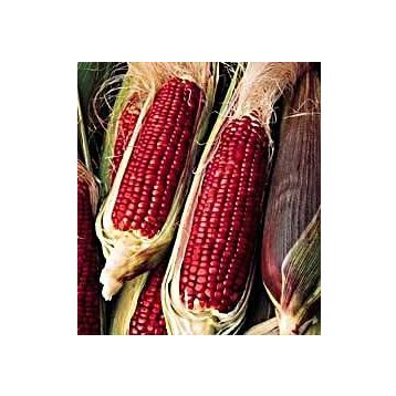 Doğal 10 Tohum Kırmızı Ruby Mısır Tohumu