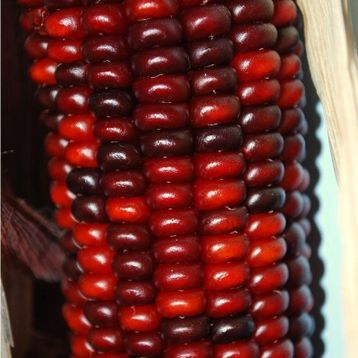 Doğal 10 Tohum Kırmızı Ruby Mısır Tohumu