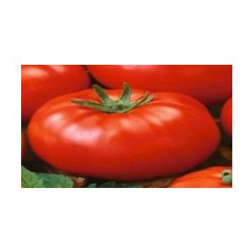 Doğal 20 Adet Beefsteak Domates Tohumu