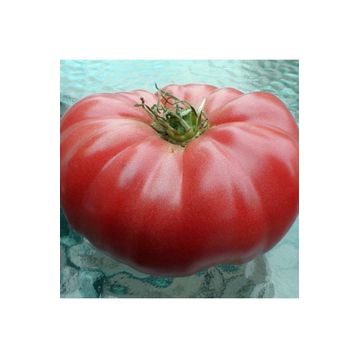 Doğal 20 Adet Beefsteak Domates Tohumu