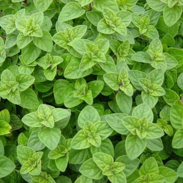 Doğal 400 gram Mercanköşk Tohumu