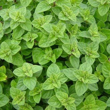Doğal 400 gram Mercanköşk Tohumu