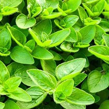 Doğal 400 gram Mercanköşk Tohumu