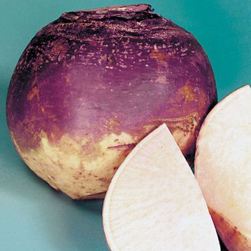 Doğal 50 Tohum Purple Top Amrikano Şalgam Tohumu