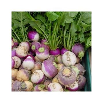 Doğal 50 Tohum Purple Top Amrikano Şalgam Tohumu