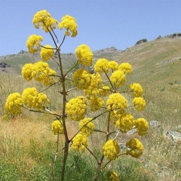 Doğal Çakşır(Çavşır) Otu Tohumu
