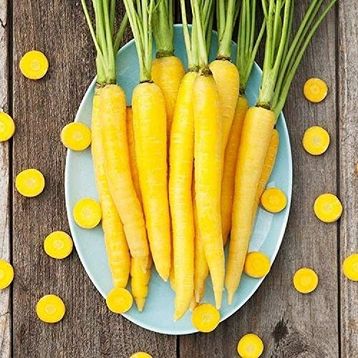 Doğal Solar Yellow Havuç Tohumu