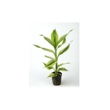 Dracaena Sanderiana White Saksı Canlı Bitki