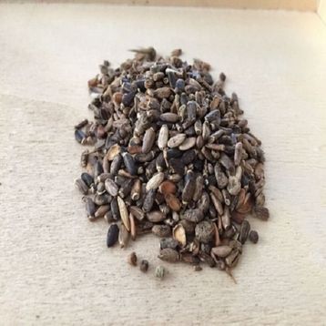 Duhala 100 gr Deve Dikeni Tohumu