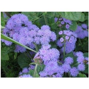 E-Fidancım 100 Adet Uzun Boylu Kokulu Mavi Ageratum(Vapur Dumanı) Çiçeği Tohumu