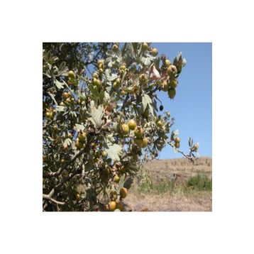 E-Fidancım 40 Adet Taş Armut Ağacı Tohumu